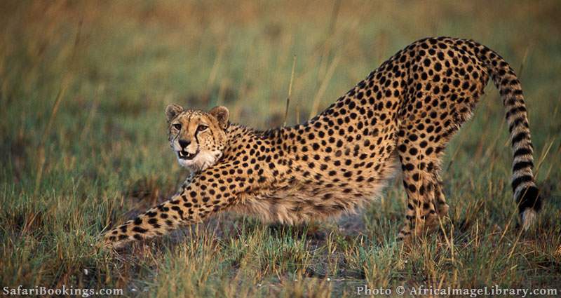 Cheetah stretching at Kafue National Park, Zambia