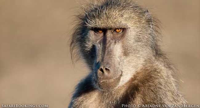 Baboon Lunch Pack