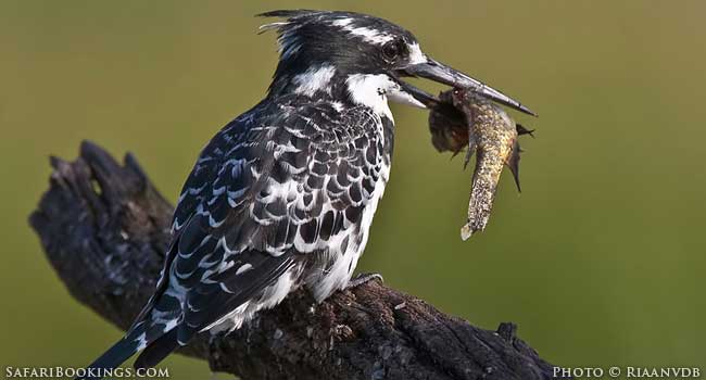 Limpopo Safari: A Route Right Off The Beaten Track