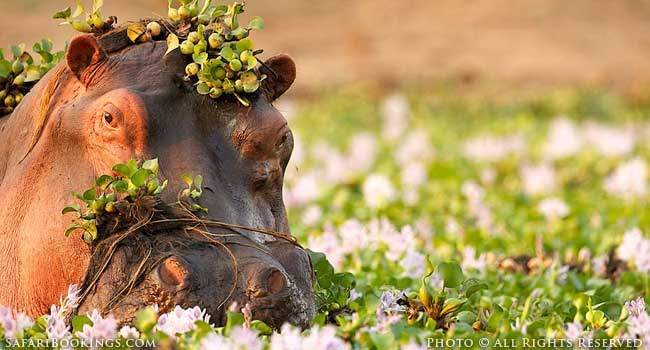 Top Safari Travel Trends