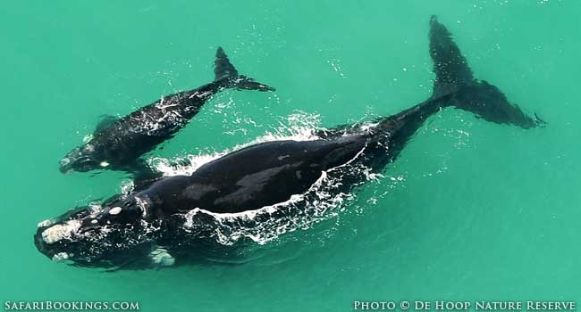 Whales and Caracals at De Hoop
