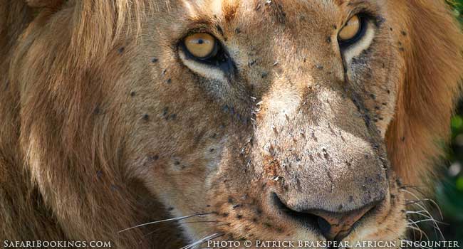 10 Sounds to Listen For on Safari