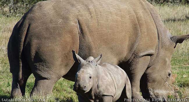 Rhino Poaching: Digging a Little Deeper