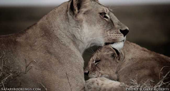 Save The Lions: A Plea from a 14-Year-Old Conservationist