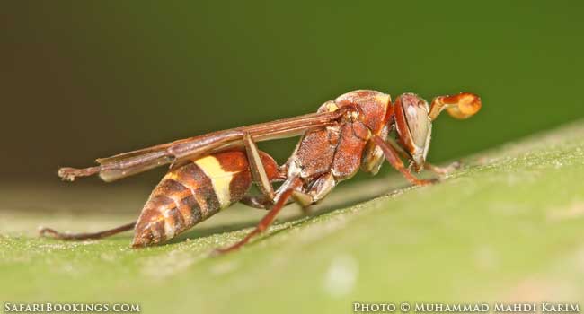 Targeted By A Paper Wasp