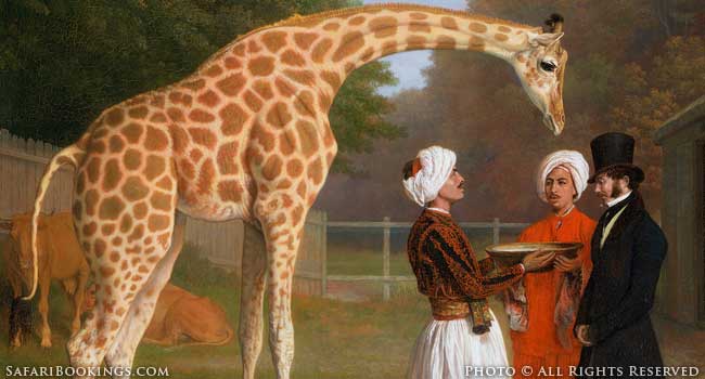 The Royal Giraffe: A History