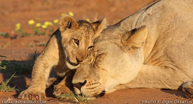 Four South African Parks in the Top 10 Best Safari Parks of Africa