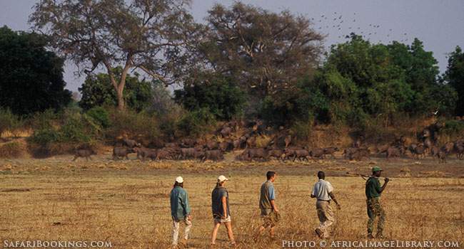 Get Out Of The Vehicle And Do A Walking Safari