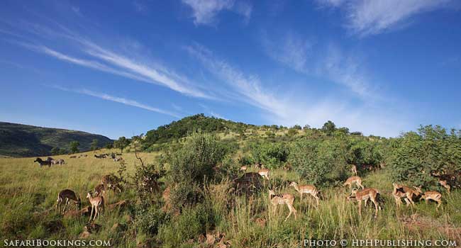 5 of the Best Family-Friendly Safaris in South Africa - Pilanesberg