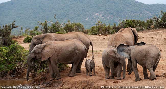 5 of the Best Family-Friendly Safaris in South Africa - Addo