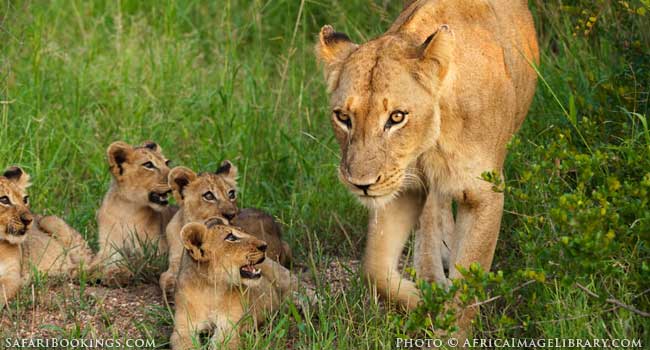 5 of the Best Family-Friendly Safaris in South Africa - Kruger