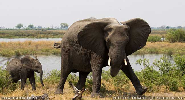 The Power To Stop Poachers Is With You!