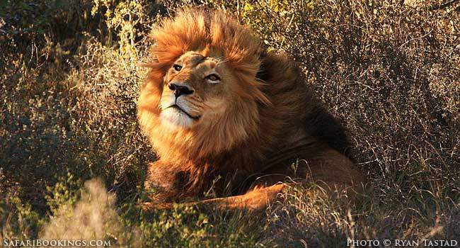 A Lion Stalking, a Kingfisher Diving: Capturing that Perfect Photo