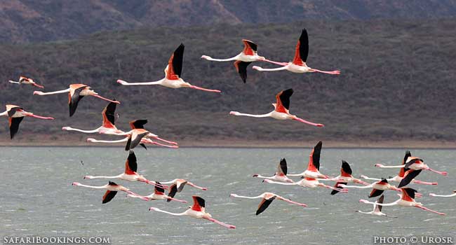 5 Fascinating Facts About Flamingos (Phoenicopteridae)