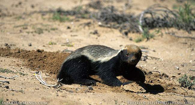 The Honey Badger Africa S Most Ferocious Predator Safaribookings