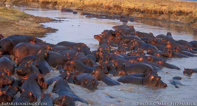 Best Kept Safari Secret: Katavi National Park
