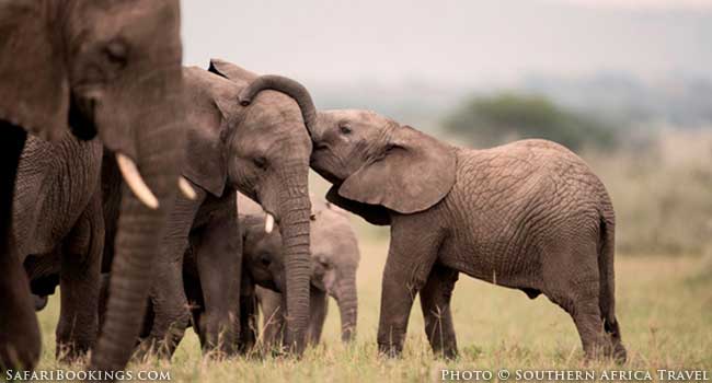 MultiGenerational Travel in Africa - Elephants