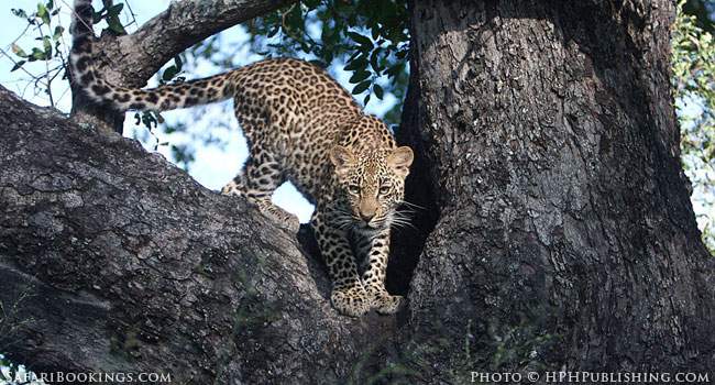 Safari Safety: Keep Your Window Closed!