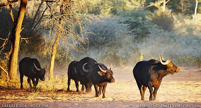 Safari Secret: Waterberg Plateau Park in Namibia