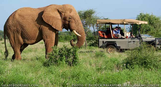 10 Reasons to Go on Safari in the Green Season