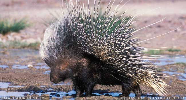 5 Fascinating Facts About Cape Porcupine