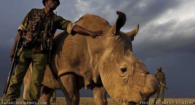 The Last Male Northern White Rhino
