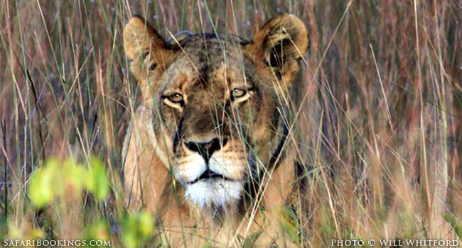 Zambia’s Legendary Lioness: Lady Liuwa