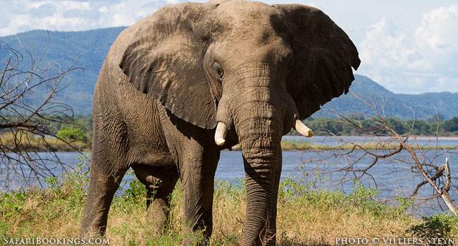 To Self-Drive or Not to Self-Drive Safari