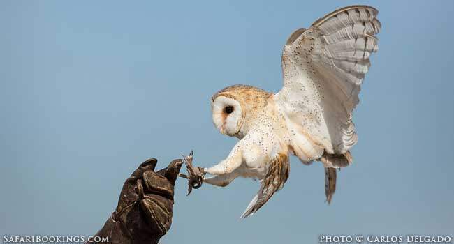 Africa’s most fearsome, little seen predator: The Owl