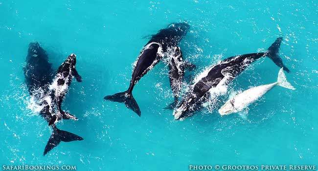 Fynbos-rich Grootbos: A Green Seaside Family Getaway