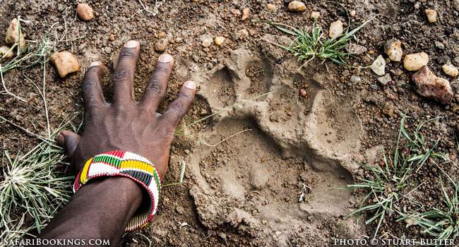 The Road to Becoming an Asilia Safari Guide