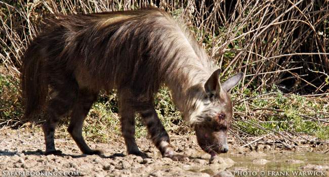 5 Fascinating Facts About Brown Hyena