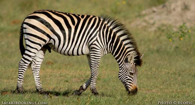 5 Fascinating Facts About Plains Zebra