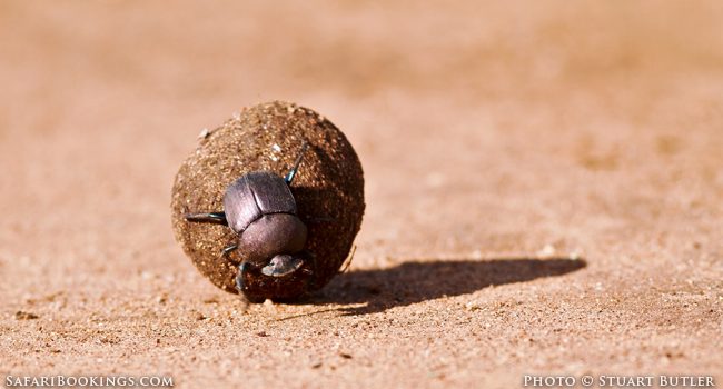 Becoming a Safari Guide - Week 2: Figs and Dung