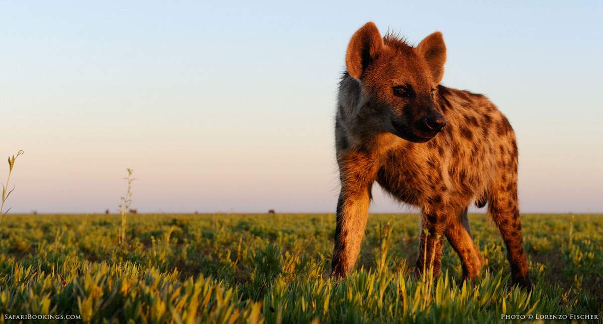 Liuwa Plain National Park: The Ultimate Long-Term Revival