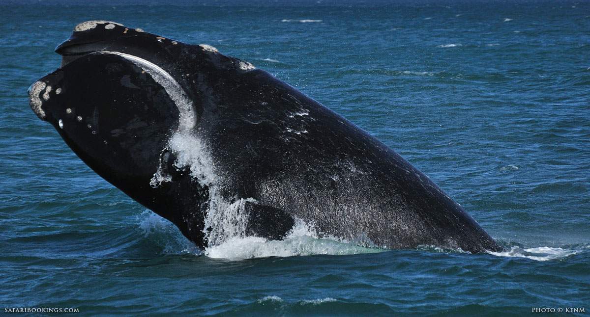 5 Fascinating Facts About Southern Right Whale Safaribookings