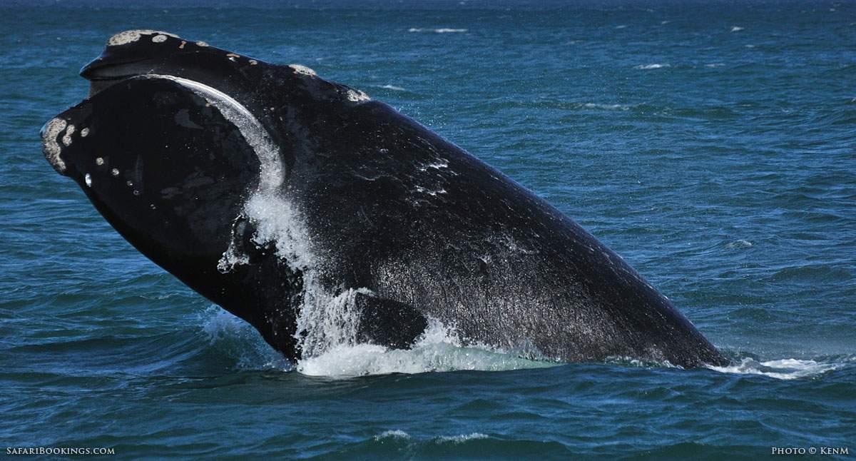 5 Fascinating Facts About Southern Right Whale