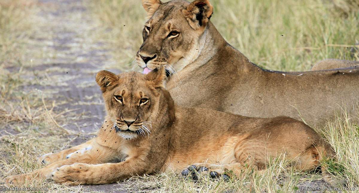 Living with Hwange’s Lions