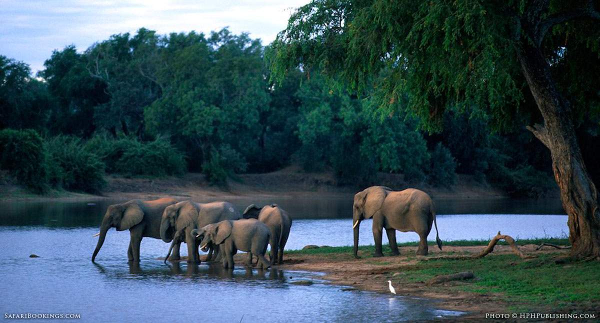 Camping on a Southern African Safari: How Safe Is It?