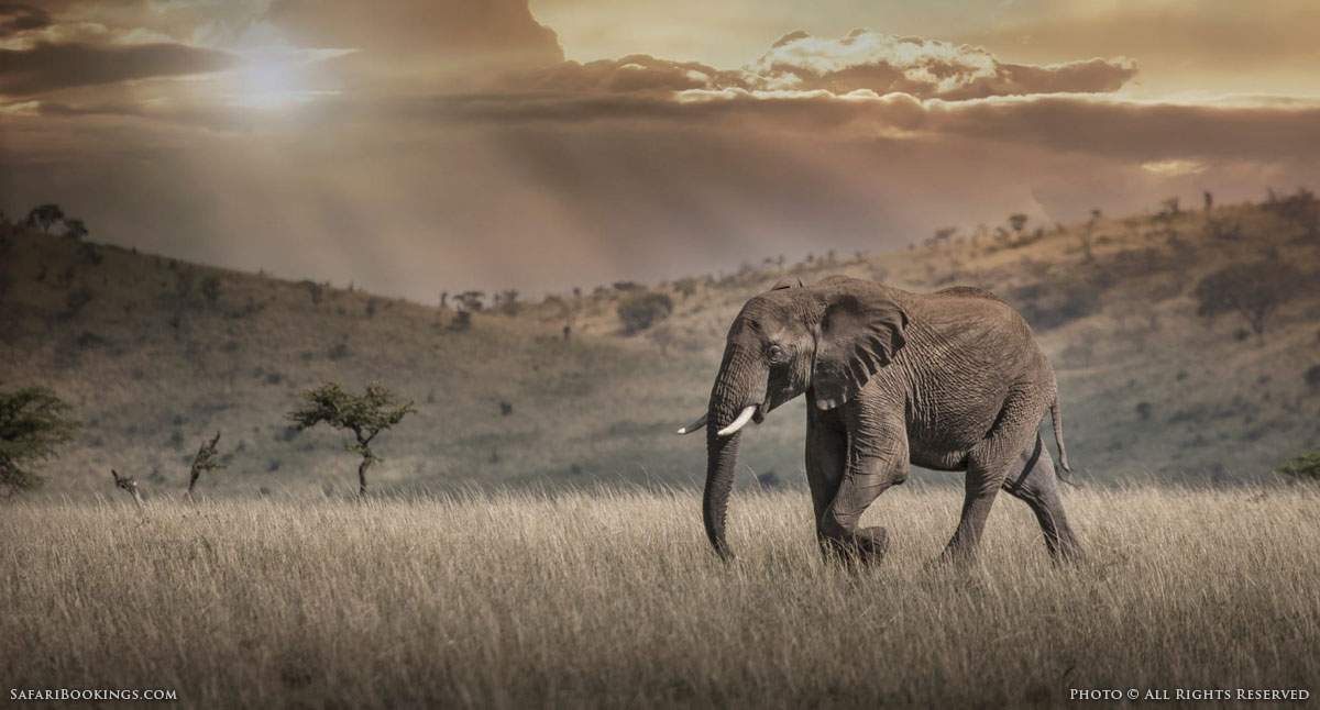 Africa's Decreasing Elephant Population: Country-by-Country Analysis