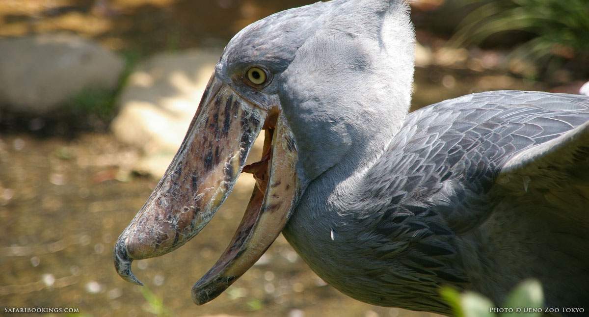 5 Fascinating Facts About the Shoebill – SafariBookings