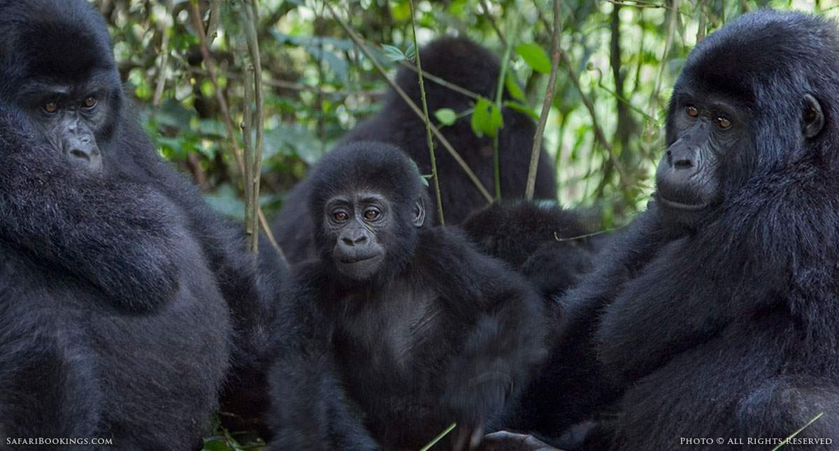 Rwanda Shocks Safari Industry by Doubling the Cost of Its Gorilla Permits