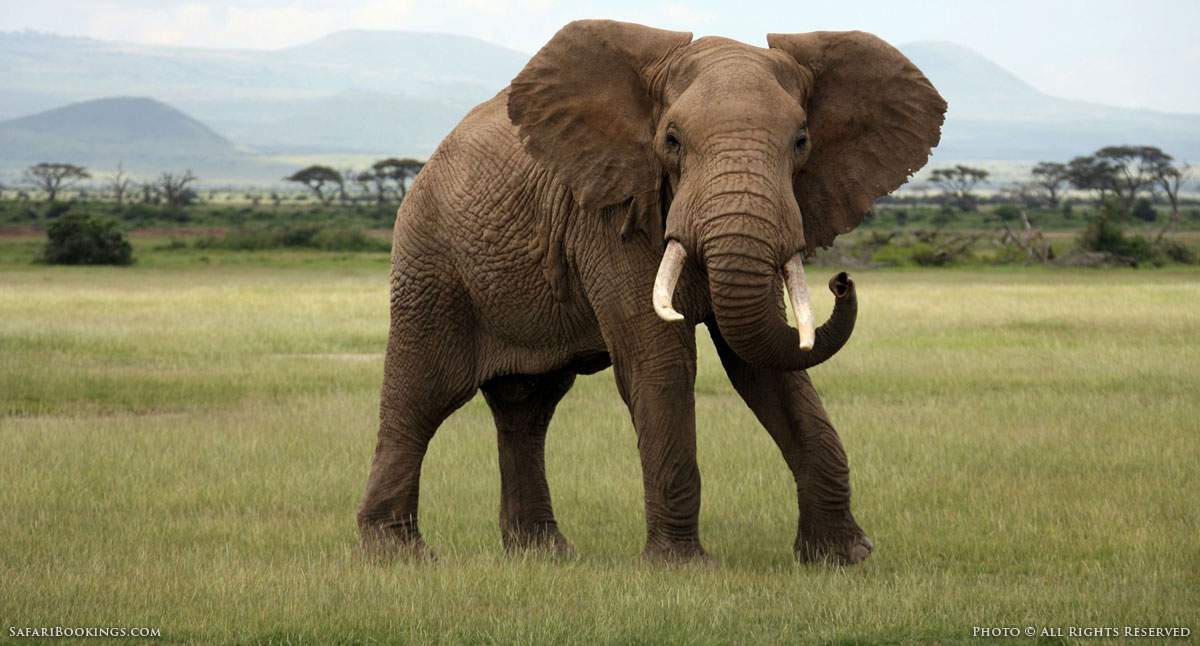 What Should You Do When You Encounter an Elephant on a Self-Drive Safari?