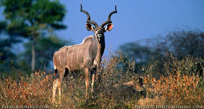 Kudu standing and looking at the photographer
