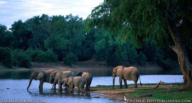 Encounter A Group of Elephants drinking