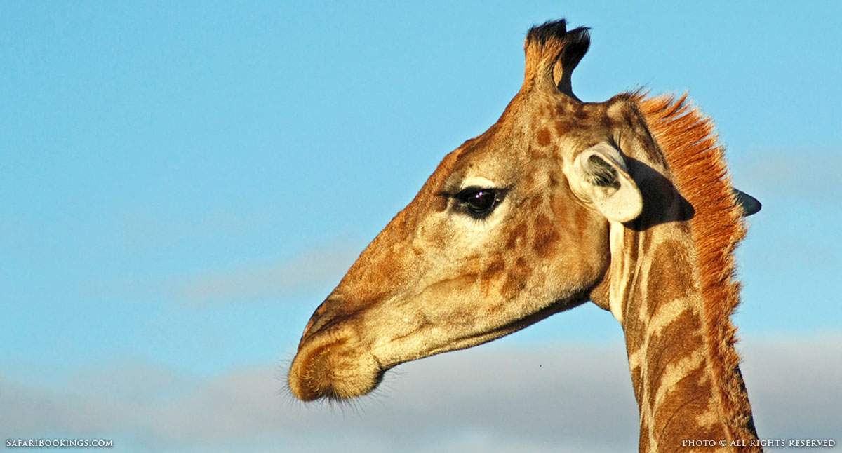 5 Fascinating Facts About the Giraffe