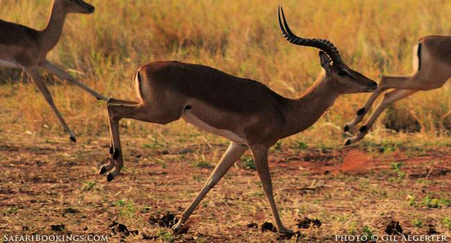 Impala running