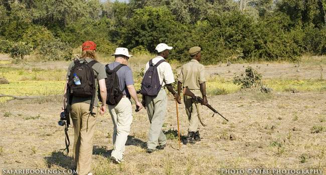 Walking safari