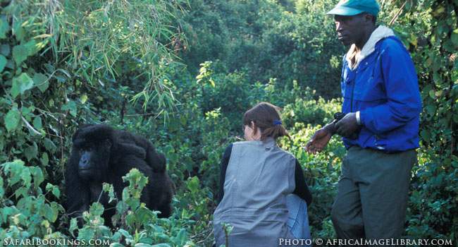 Gorilla Tracking