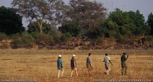 Walking Safari